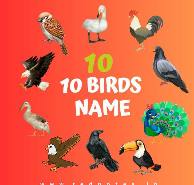 10 birds name