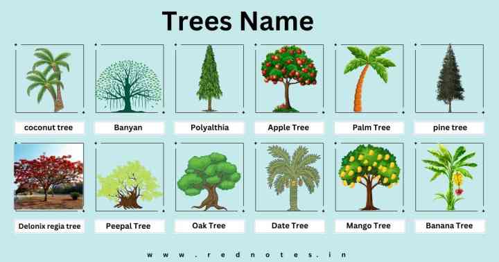 Trees Name : ट्री नेम | Trees Name in Hindi And English With Picture