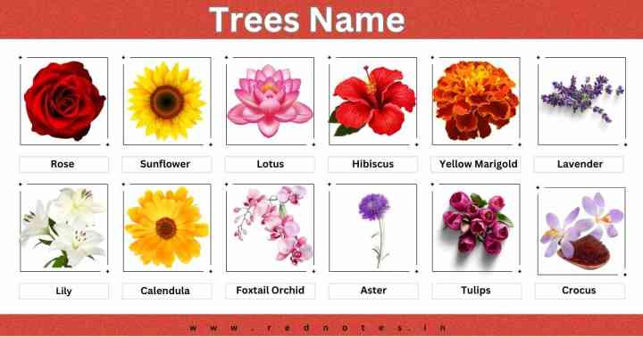 Flowers of Name –  Flowers Name in English With picture